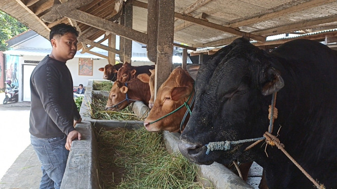 Isu penyakit mulut dan kuku (PMK) bikin harga sapi naik.