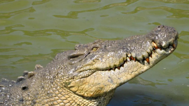 10 Buaya terbesar di dunia: Yai