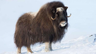 Musk Oxen.