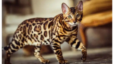 Kucing bengal