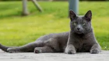 Kucing russian blue