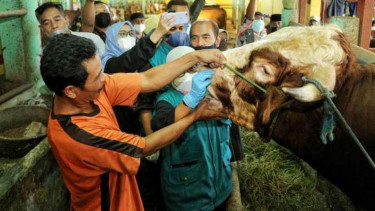 Sapi divaksin untuk memutus penularan kasus Penyakit Mulut dan Kuku (PMK).