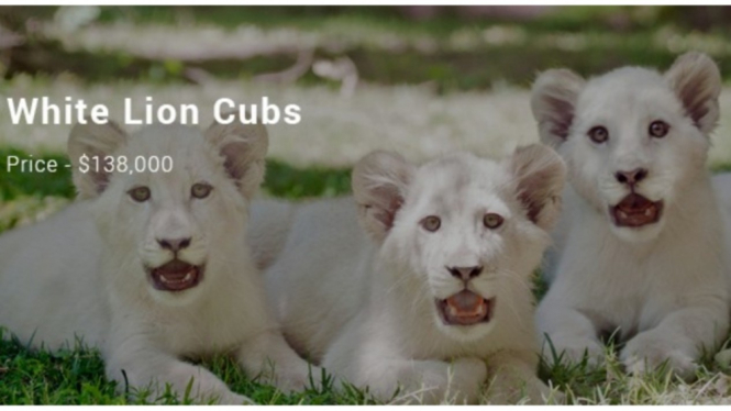 White Lion Cubs