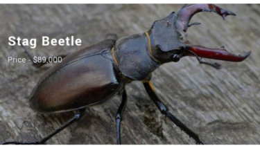 Stag Beetle
