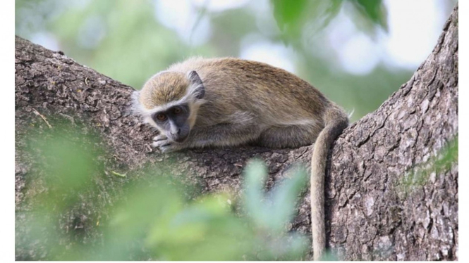 Monyet Hijau atau Green Monkey.