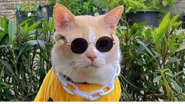 Kucing Pororo