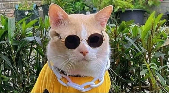 Kucing Pororo