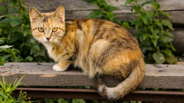 Kucing kampung