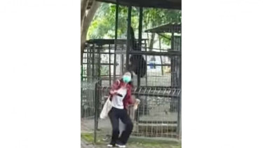 Viral, Seorang Perempaun Dijambak Orang Utan