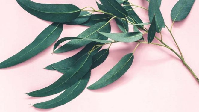 Daun Eucalyptus 