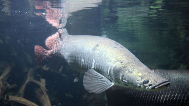 ilustrasi ikan Arapaima gigas