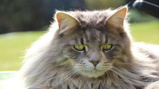 The Good Reasons to Neuter Your Cat
