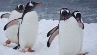 7 Fakta Menarik Tentang Penguin yang Bikin Penasaran
