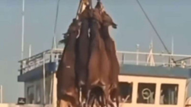Sapi dipindahkan dari kapal dengan digantung.