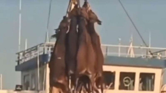 Sapi dipindahkan dari kapal dengan digantung.