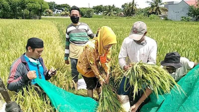 Petani Program Makmur.