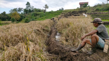 Antonius Jeharum menatap sawah padi yang mati akibat hama Wereng.