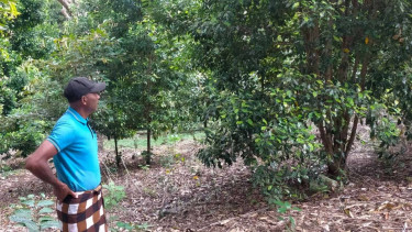 Hendrikus Ampak di kebun cengkehnya di Ndosor Wewo.