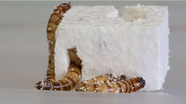 Cacing super tau Superworm