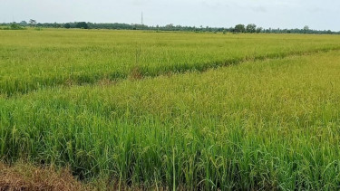 Lahan persawahan di Kabupaten Penajam Paser Utara.