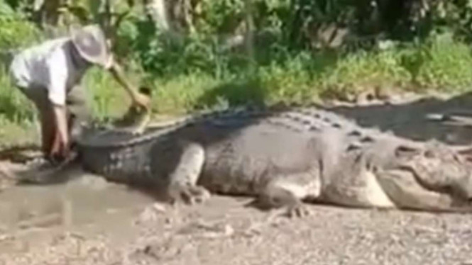 Video warga Desa Ambuau Indah, Kecamatan Lasalimu Selatan, Kabupaten Buton, Sulawesi Tenggara, saat menangkap buaya sepanjang 4,3 meter dengan berat 1 ton, Sabtu, 25 Juni 2022.
