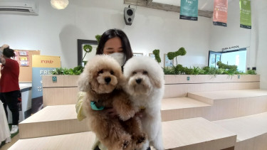 Hotel anjing di Medan