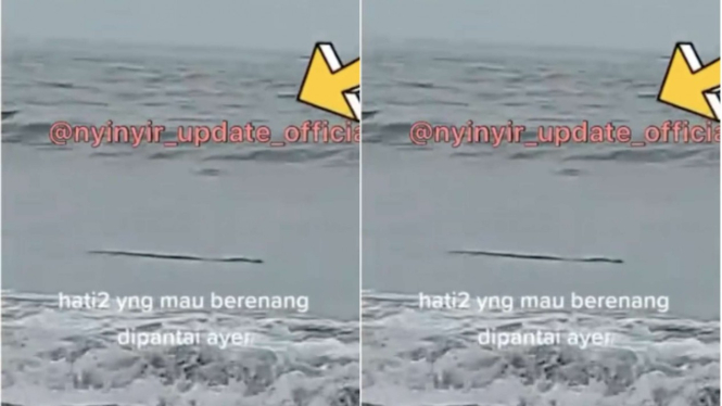 Buaya muncul di Pantai Anyer