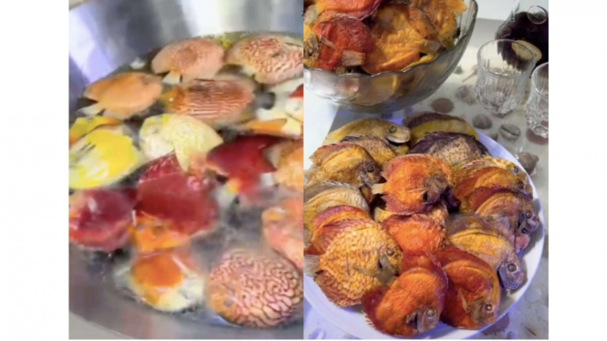 Ikan hias jenis discus digoreng istri