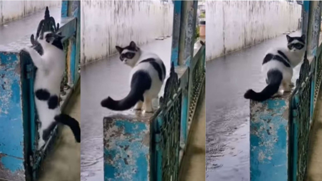 Viral kucing mirip tokoh superhero