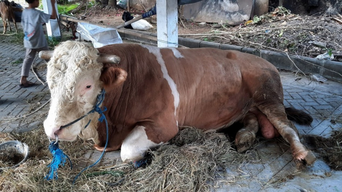 Sapi kurban Presiden Jokowi
