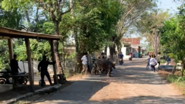 Seekor kerbau ngamuk saat hendak disembelih, seruduk empat orang.