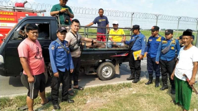 Kerbau kena tembak diletakkan di atas pikap setelah ditembak aparat di Tangerang Kota