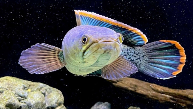 Channa Stewartii