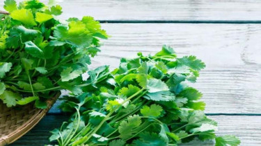 Daun ketumbar 
