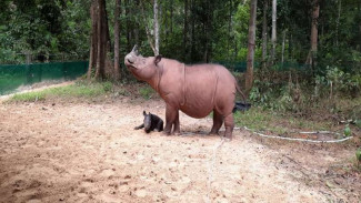 Terancam Punah, Berapa Populasi Badak Jawa dan Sumatera di Dunia?