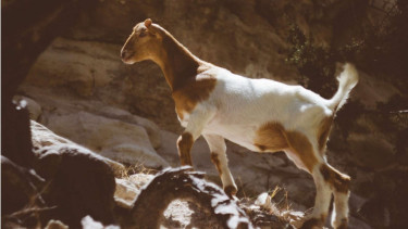 Kambing