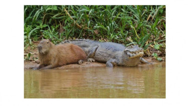 Capybara dengan buaya.