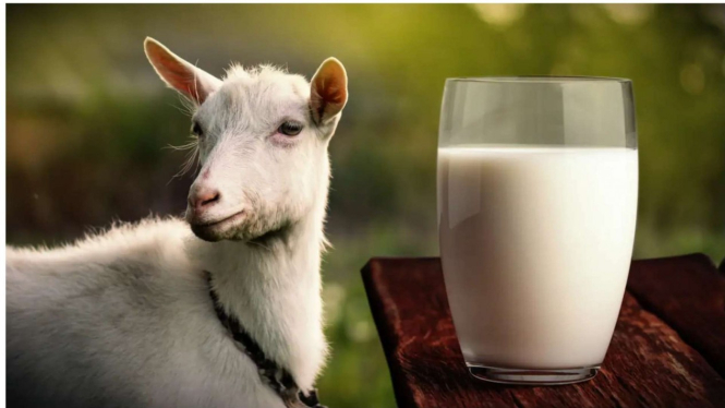 Ilustrasi susu kambing