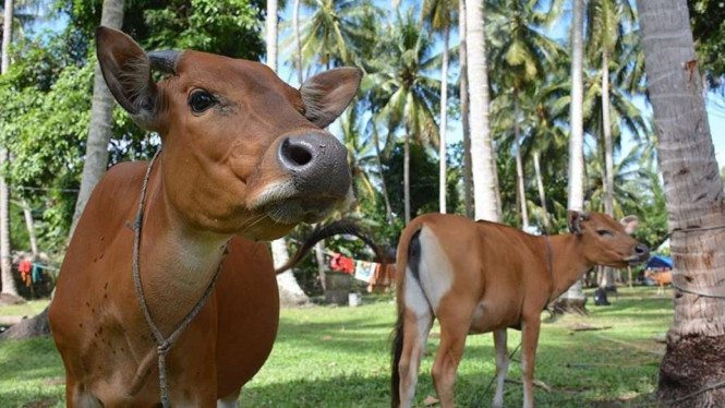 Sapi ternak di Indonesia.
