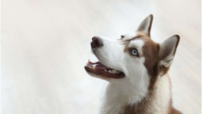 ilustrasi anjing 