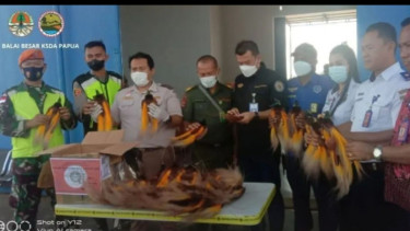 BKSDA Merauke berhasil gagalkan penyelundupan 50 ekor awetan cendrawasih
