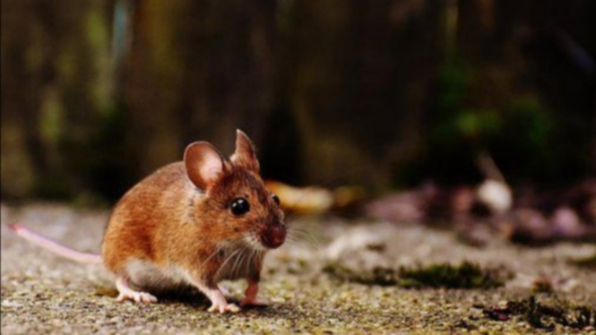 Ilustrasi tikus. 