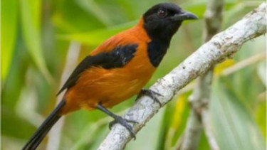Burung Hooded Pitohui.