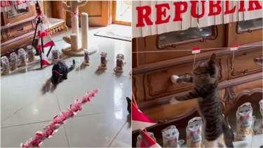 Kucing ikut lomba perayaan Kemerdekaan RI