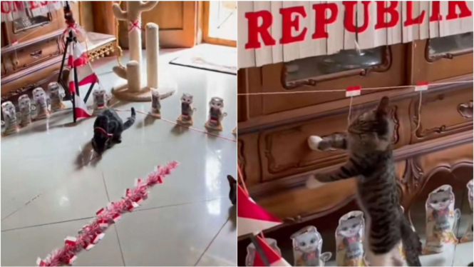 Kucing ikut lomba perayaan Kemerdekaan RI