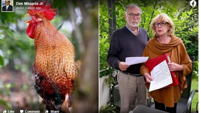 Ayam berkokok