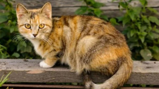 Ilustrasi kucing (foto/pixabay))