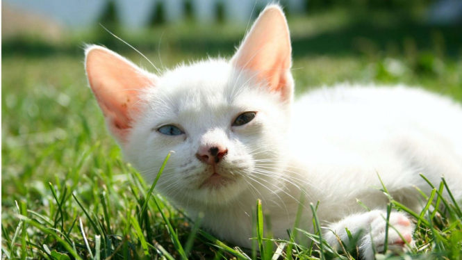 Ilustrasi kucing berbulu putih atau kucing putih.