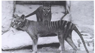 Harimau Tasmania terakhir.