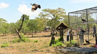 8 Merak hijau dilepasliarkan ke Taman Nasional Baluran